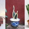 10 Snake Plants Free Crochet Patterns