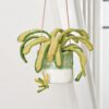 7 Crochet Spider Plant Free Patterns