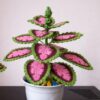 7 Coleus Free Crochet Patterns
