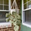 7 Crochet Money Plant Free Patterns