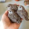 11 Crochet Sparrow Free Patterns