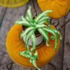 11 Tropical Plants Free Crochet Patterns