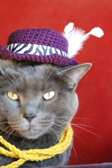 14 Crochet Cat Hat Free Patterns